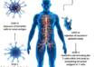 dendritic cell therapy