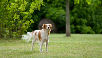 dog training academy in Chicago