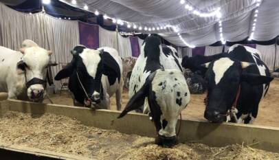 Cow Mandi in Pakistan Price, Breeds, and Buying Guide