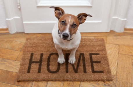 Pet Liability Insurance for Dogs