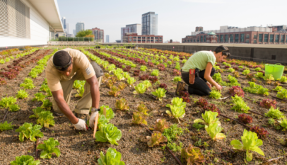 Rooftop farming