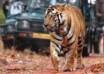 Ranthambore Tour