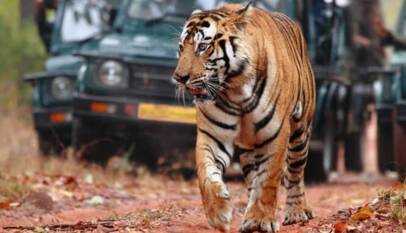Ranthambore Tour