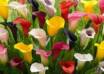 arum lily bulbs online
