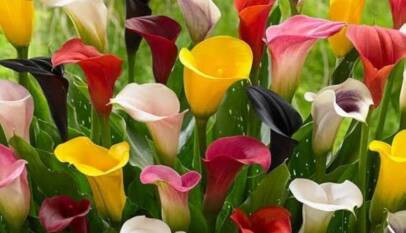 arum lily bulbs online