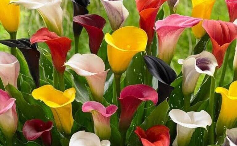 arum lily bulbs online