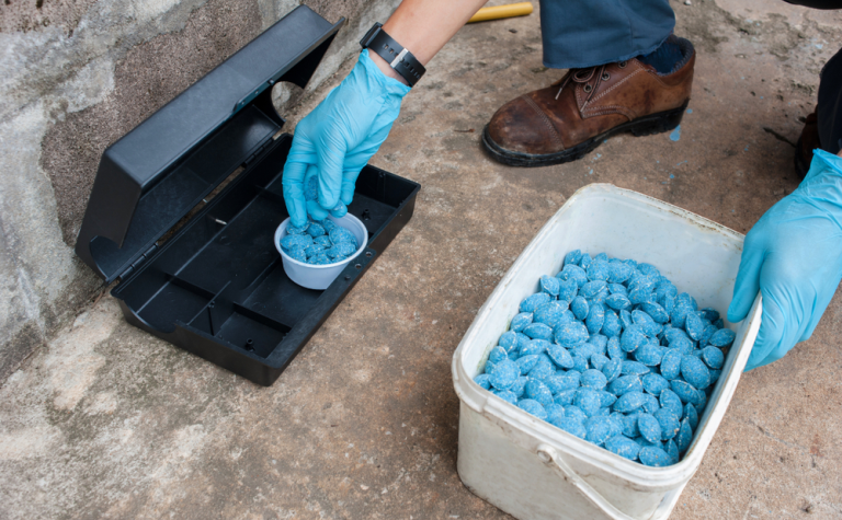 mice control in Tampa, FL